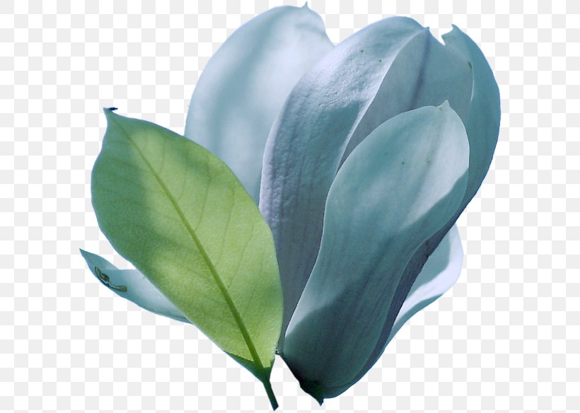 Petal Leaf Flowering Plant Turquoise, PNG, 600x584px, Petal, Flower, Flowering Plant, Leaf, Plant Download Free