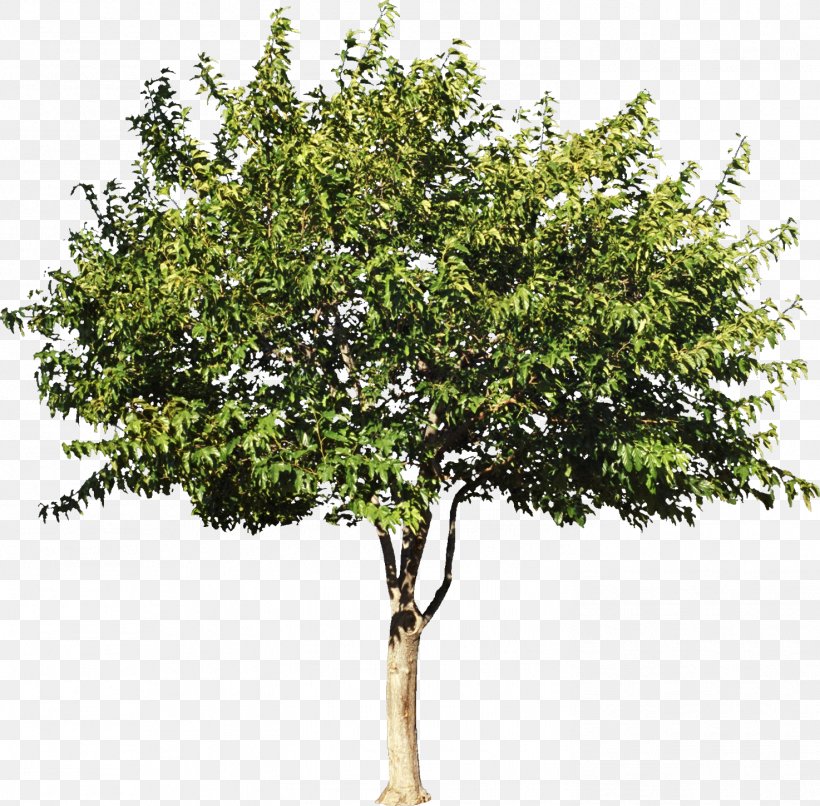 Sycamore Maple Tree Shrub Citrus Stock Photography, PNG, 1474x1450px, Sycamore Maple, Aspen, Branch, Citrus, Deciduous Download Free