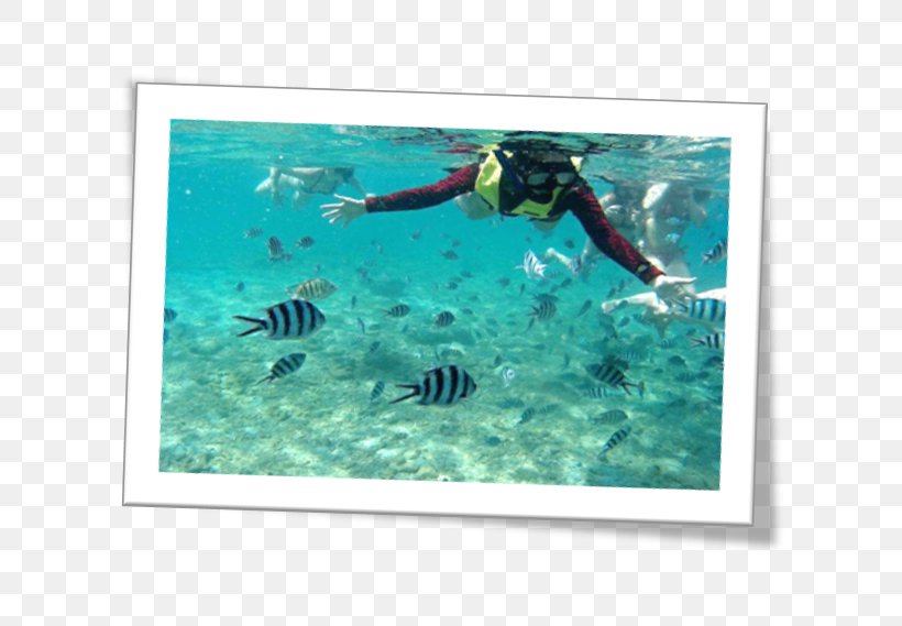 Underwater Snorkeling Divemaster Organism Marine Biology, PNG, 681x569px, Underwater, Aqua, Biology, Divemaster, Marine Biology Download Free