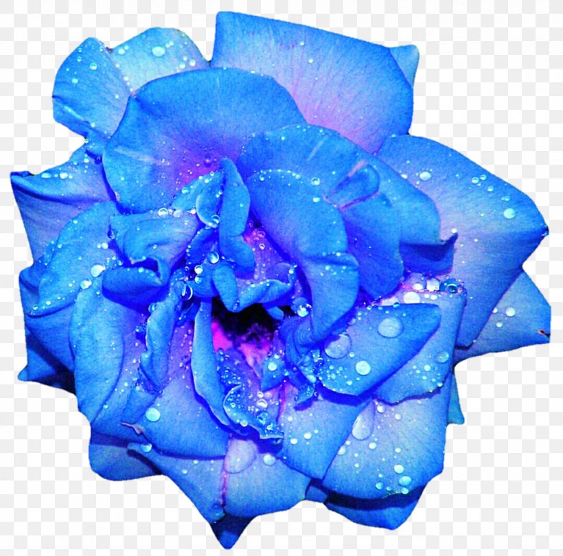 Blue Rose Flower Clip Art, PNG, 1024x1012px, Blue Rose, Baby Blue, Blue, Cobalt Blue, Cut Flowers Download Free