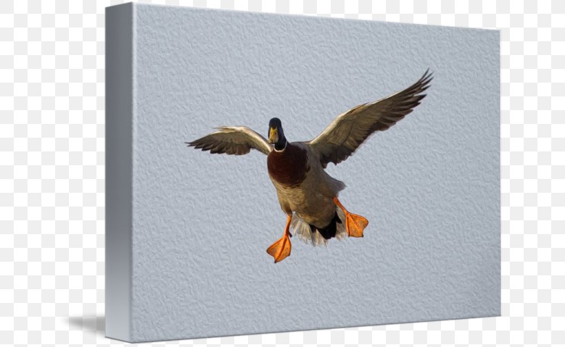 Duck Fauna Beak, PNG, 650x504px, Duck, Beak, Bird, Ducks Geese And Swans, Fauna Download Free