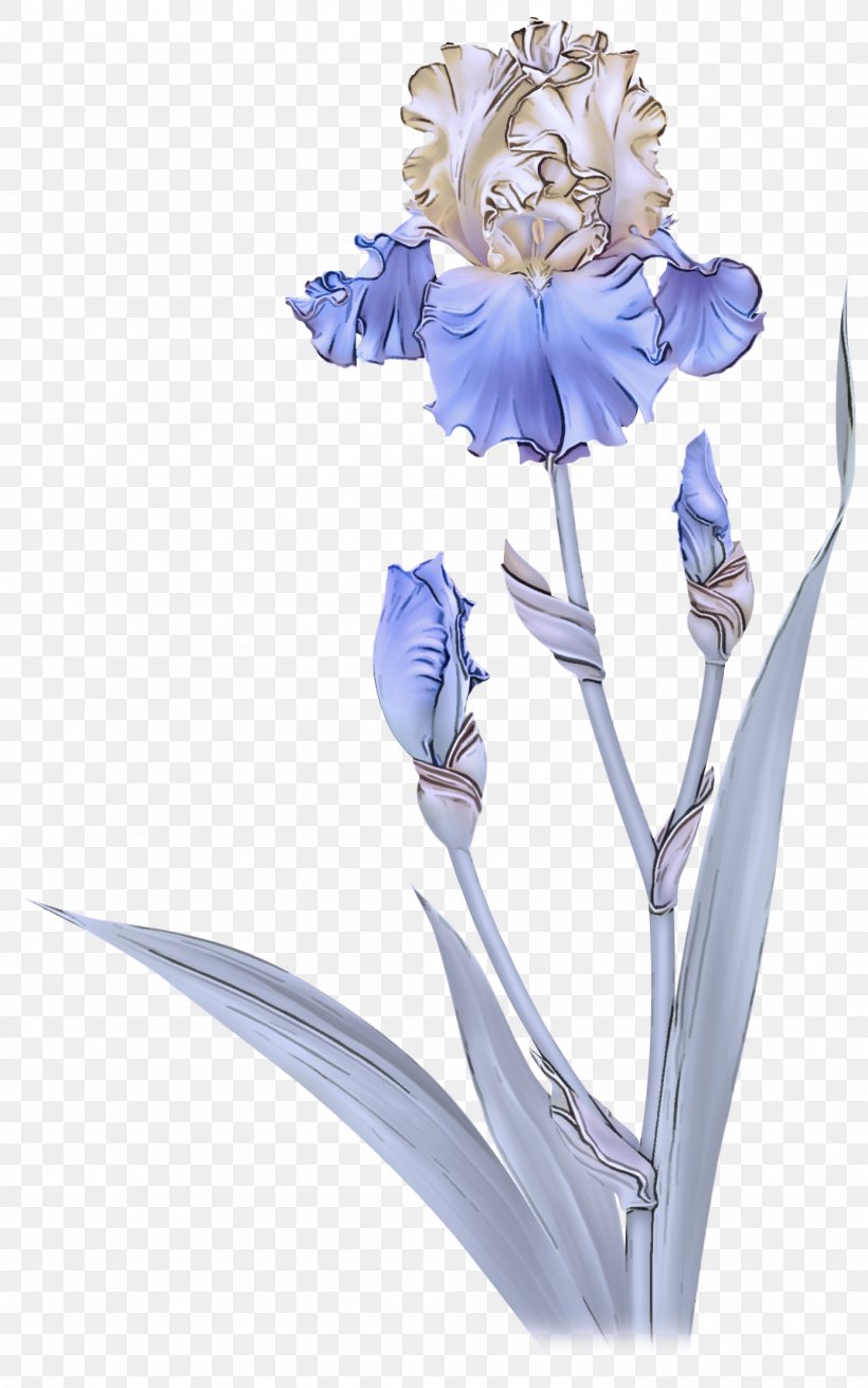 Flowering Plant Flower Plant Cut Flowers Iris, PNG, 1385x2215px, Flowering Plant, Cut Flowers, Flower, Iris, Iris Family Download Free