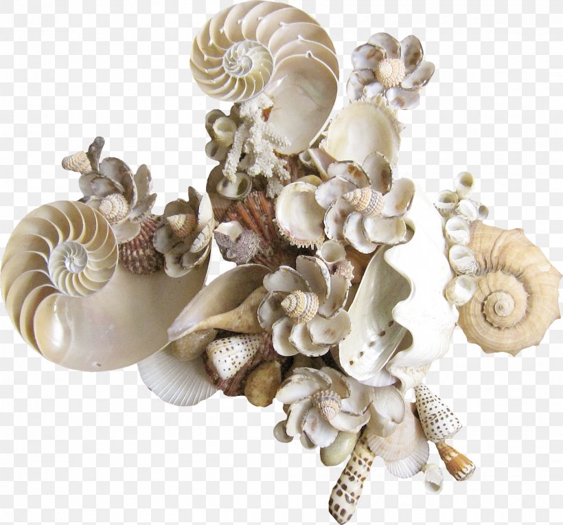 Seashell Drawing Raster Graphics Clip Art, PNG, 1988x1853px, Seashell, Composition, Conchology, Drawing, Information Download Free