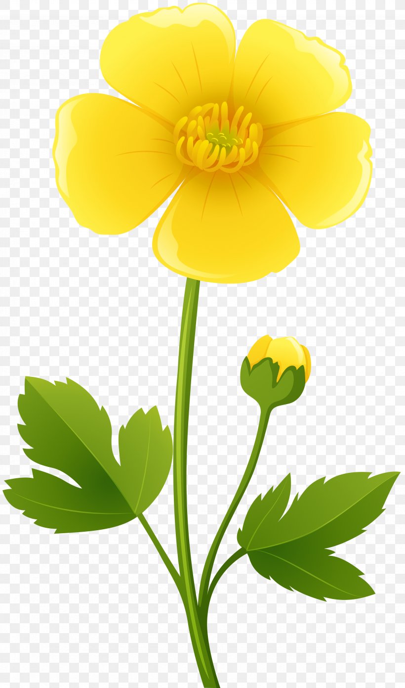 Flower Buttercup Clip Art, PNG, 3492x5925px, Flower, Buttercup, Daisy Family, Flowering Plant, Herbaceous Plant Download Free