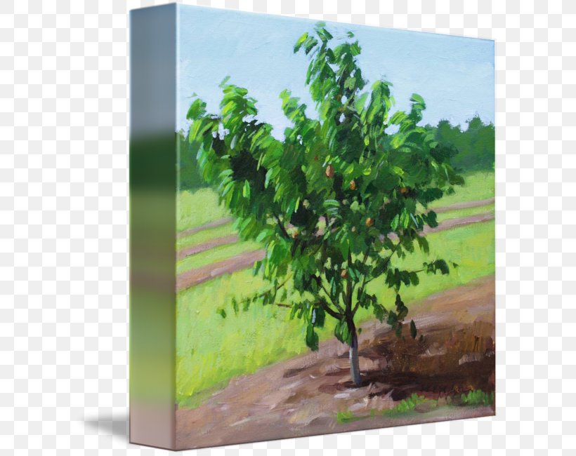 Gallery Wrap Tree Canvas Art Printmaking, PNG, 606x650px, Gallery Wrap, Art, Canvas, Grass, Peach Download Free