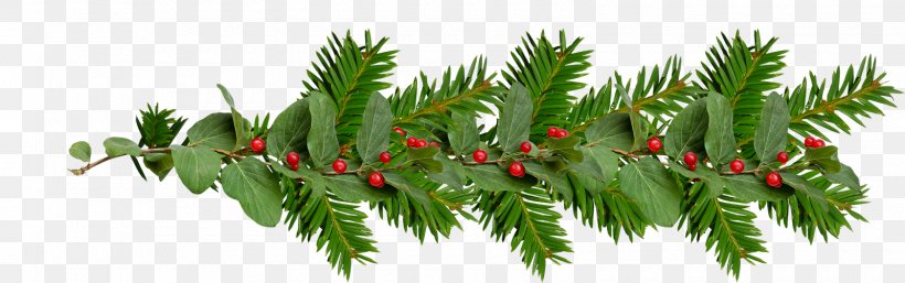 Grasses Flowerpot Plant Stem Leaf Branching, PNG, 1600x503px, Grasses, Branch, Branching, Christmas Ornament, Conifer Download Free