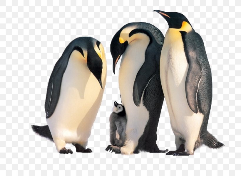 Penguin Kitten Cat Family Animal, PNG, 800x600px, Penguin, Animal, Beak, Bird, Cat Download Free