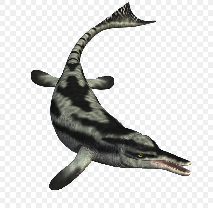 Rough-toothed Dolphin Clip Art, PNG, 693x800px, Roughtoothed Dolphin, Apple, Common Bottlenose Dolphin, Dolphin, Fauna Download Free