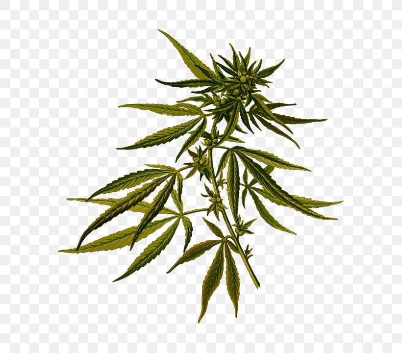 Cannabis Sativa Marijuana Cannabis Ruderalis Hemp, PNG, 700x720px, Cannabis Sativa, Botanical Illustration, Botany, Cannabidiol, Cannabis Download Free
