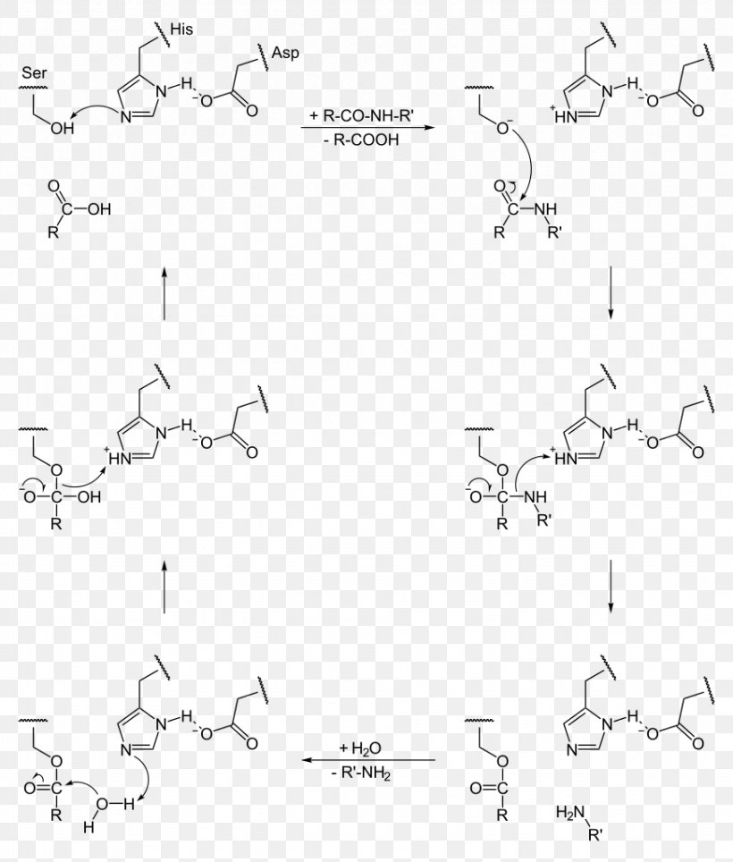 Catalytic Triad Serine Protease Catalysis Active Site, PNG, 871x1024px, Catalytic Triad, Active Site, Amino Acid, Area, Aspartic Acid Download Free