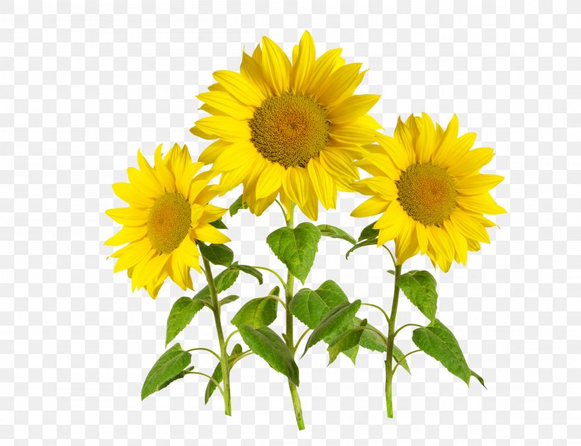 Common Sunflower Template, PNG, 2306x1772px, Common Sunflower, Daisy Family, Flower, Flowering Plant, Kuaci Download Free