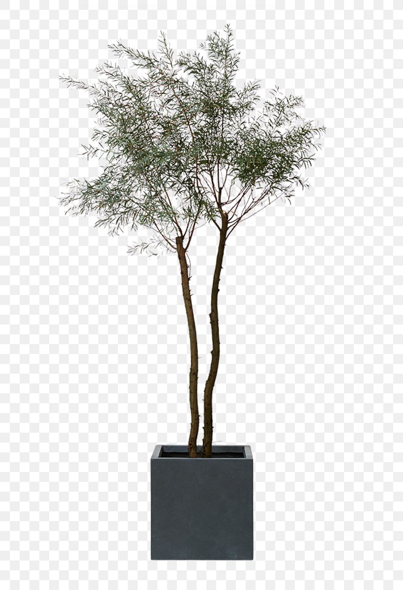 Dracaena Myrtle Family Acacia Decurrens Legumes Hardiness, PNG, 800x1200px, Dracaena, Acacia Dealbata, Agavaceae, Agave, Bonsai Download Free
