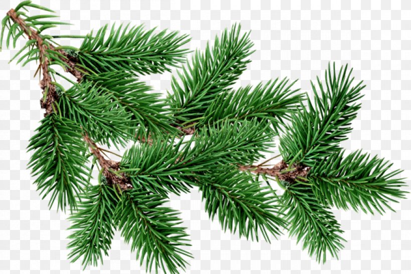 Fir Pine Tree Clip Art, PNG, 1200x802px, Fir, Biome, Branch, Christmas Decoration, Christmas Ornament Download Free