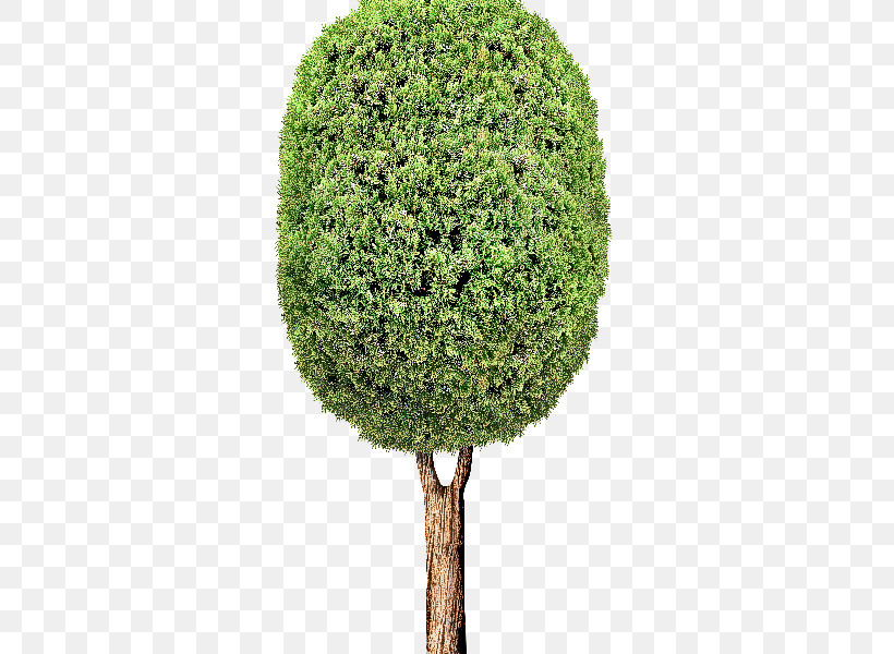 Tree Green Plant Grass Woody Plant, PNG, 800x600px, Tree, Grass, Green, Hedge, Leaf Download Free