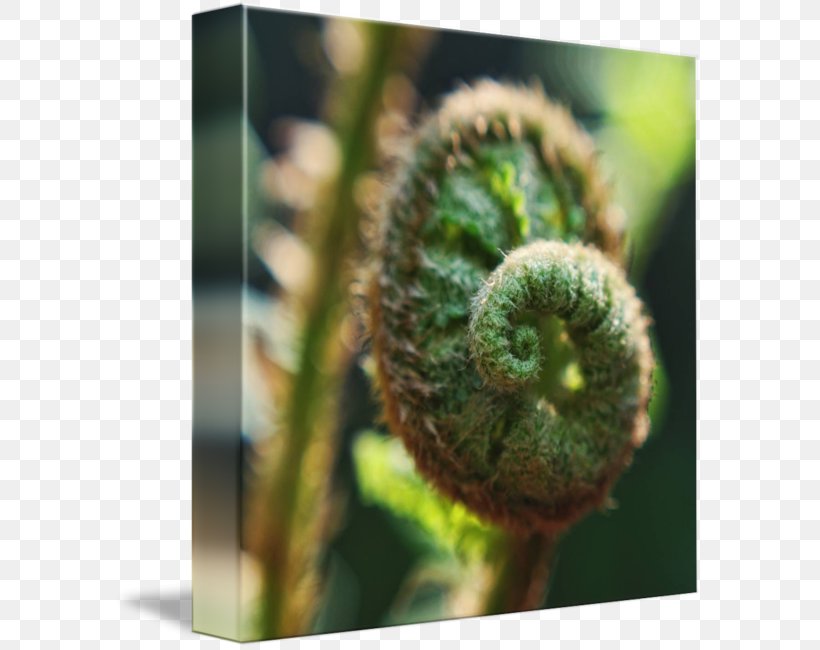 Vascular Plant Fiddlehead Fern Plant Stem Close-up, PNG, 589x650px, Vascular Plant, Close Up, Closeup, Fern, Fiddlehead Fern Download Free