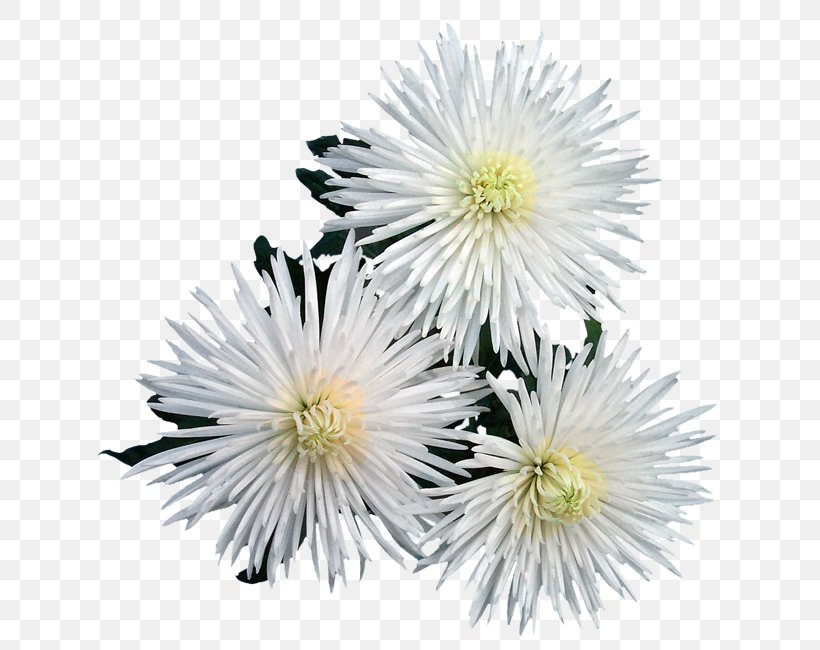 Chrysanthemum Lühipäevataimed Flower Spider Petal, PNG, 650x650px, Chrysanthemum, Aster, Breed, Chrysanths, Daisy Download Free