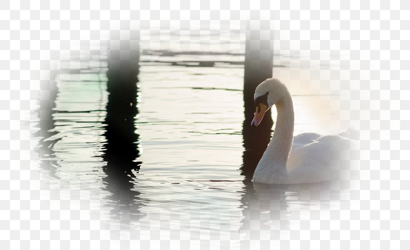 Cygnini Water Close-up, PNG, 800x500px, Cygnini, Closeup, Ducks Geese And Swans, Stock Photography, Swan Download Free