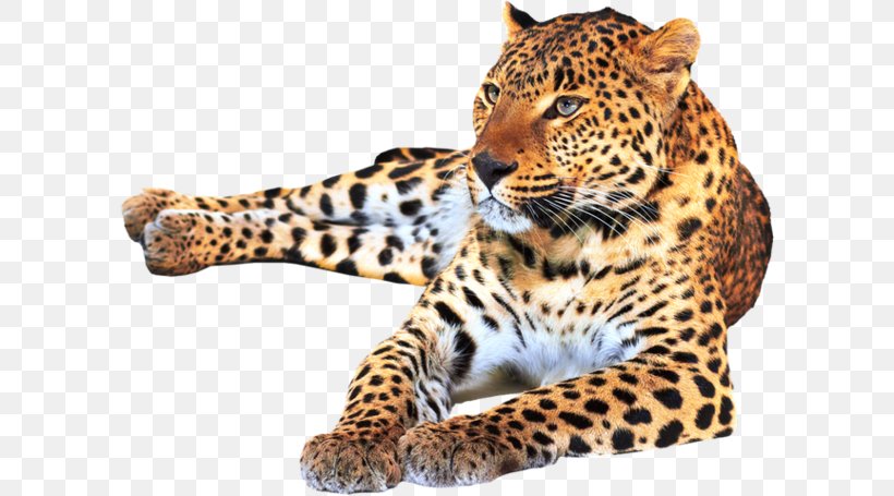 Jaguar Ocelot Leopard Capybara Cheetah, PNG, 600x455px, Jaguar, Big Cats, Can Stock Photo, Capybara, Carnivoran Download Free