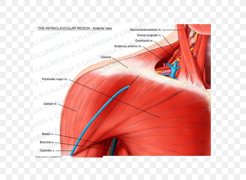 Shoulder Infraclavicular Fossa Pectoralis Major Clavicle Muscle, PNG, 600x600px, Watercolor, Cartoon, Flower, Frame, Heart Download Free