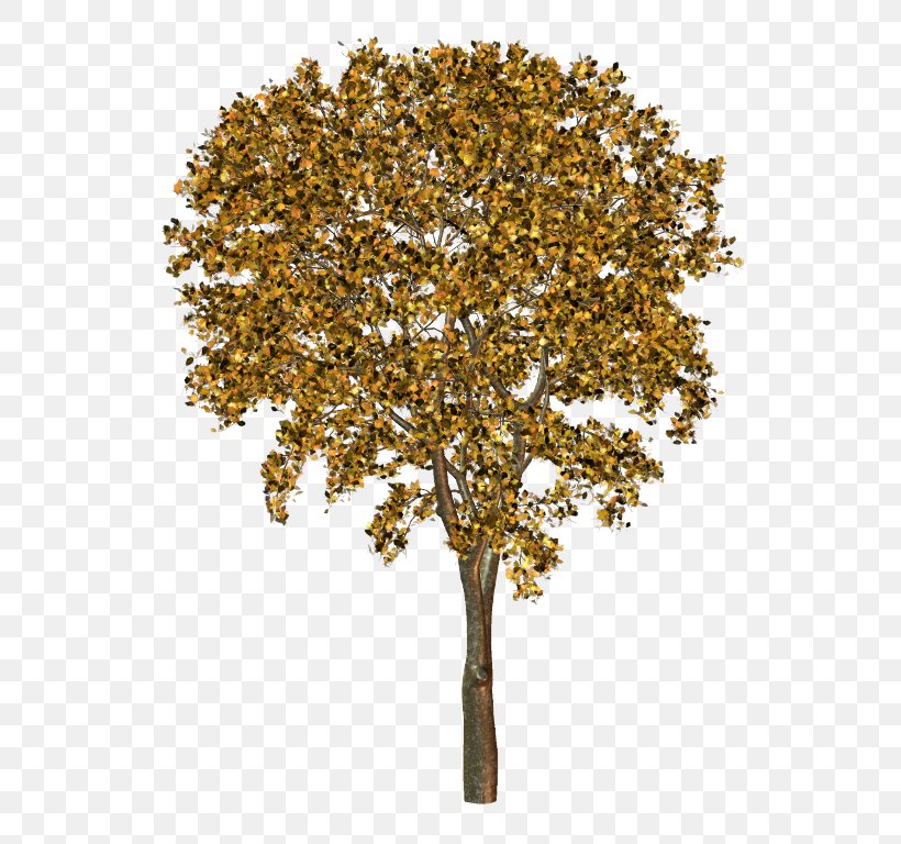 Twig Plane Trees Plane Tree Family, PNG, 560x768px, Twig, Branch, Plane Tree Family, Plane Trees, Tree Download Free