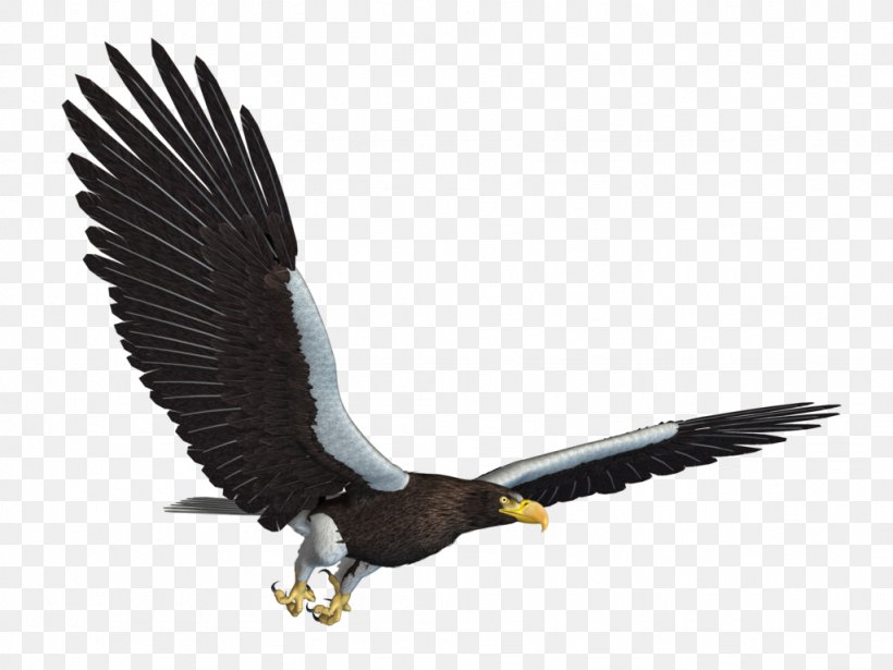 Bald Eagle Wallpaper, PNG, 1024x768px, Flight, Accipitriformes, Bald Eagle, Beak, Bird Download Free