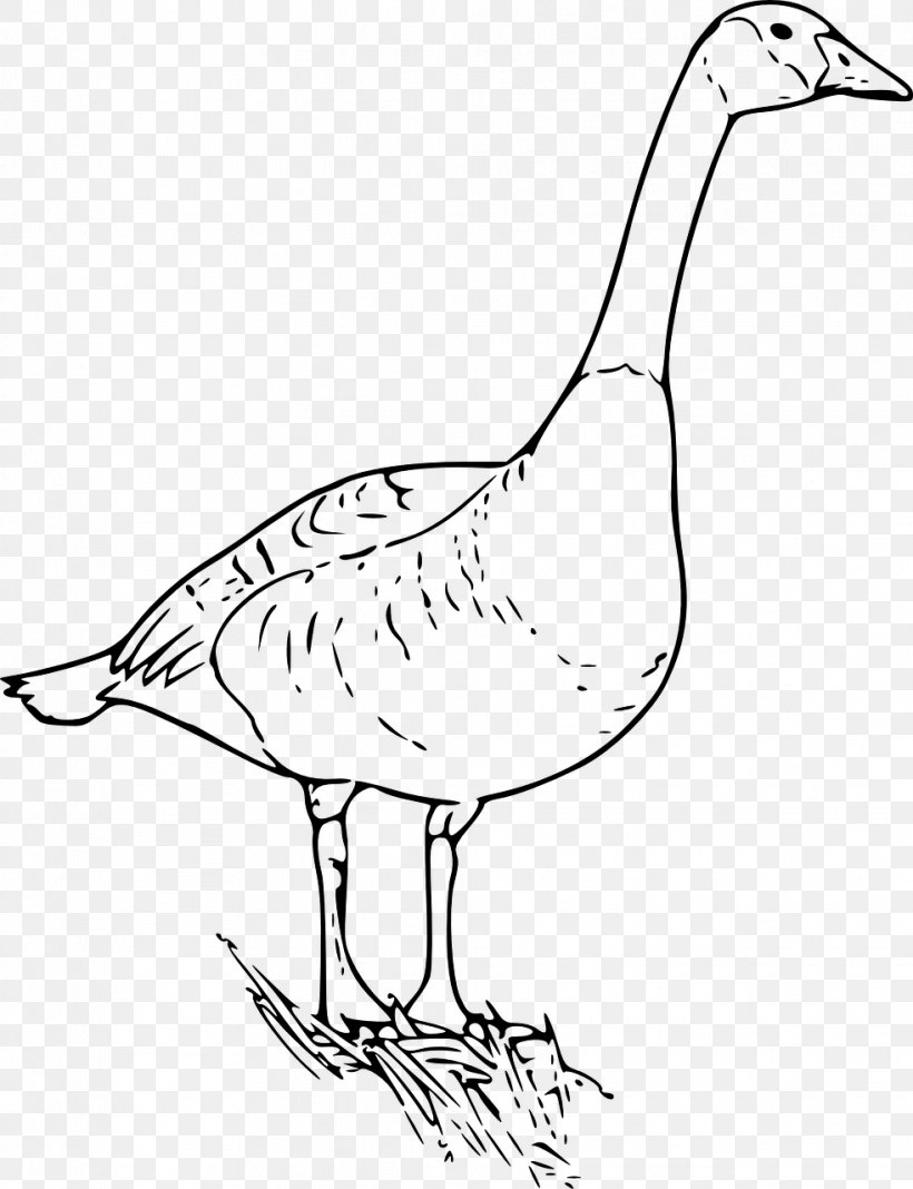Canada Goose Duck Drawing Clip Art, PNG, 982x1280px, Goose, Anatidae, Artwork, Beak, Bird Download Free