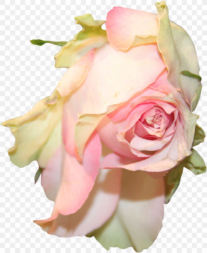 Garden Roses Flower Centifolia Roses Clip Art, PNG, 1538x1876px, Garden Roses, Centifolia Roses, Close Up, Cut Flowers, Floribunda Download Free