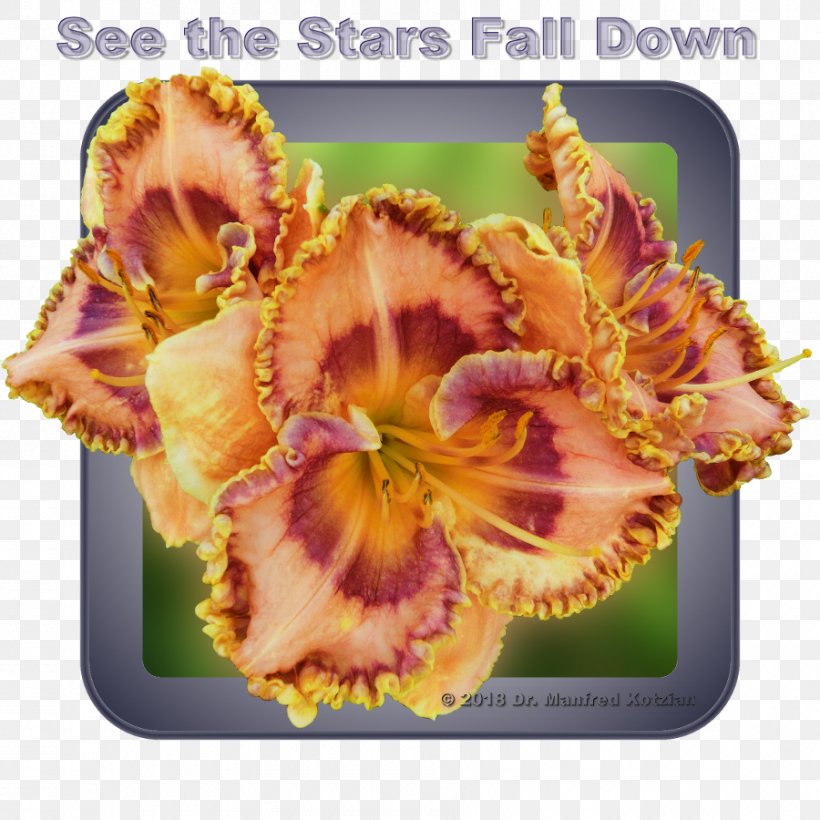 Daylily Flower Bud Color Star, PNG, 900x900px, Daylily, Branch, Bud, Color, Flower Download Free