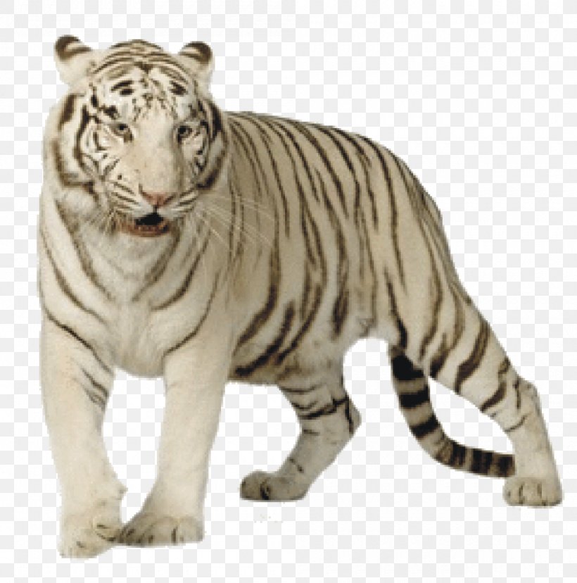 Felidae White Tiger Bengal Tiger Cat, PNG, 1000x1010px, Felidae, Animal Figure, Bengal, Bengal Tiger, Big Cats Download Free
