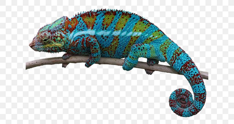 Lizard Chameleons Common Iguanas, PNG, 640x435px, Lizard, Animal, Chameleon, Chameleons, Common Iguanas Download Free