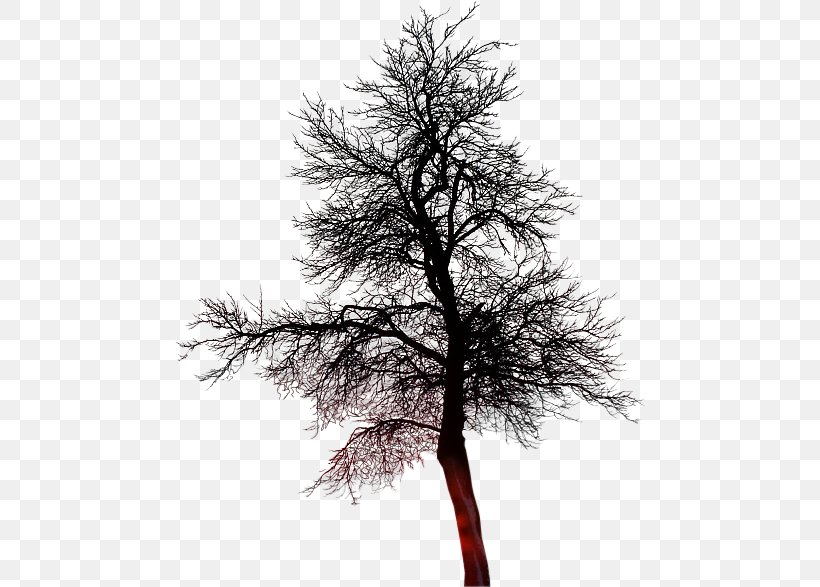 Treelet Twig, PNG, 470x587px, Tree, Animation, Black And White, Blog, Branch Download Free