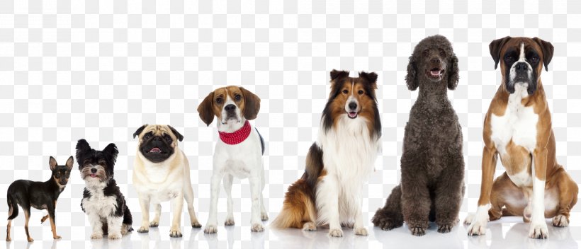 American Eskimo Dog Puppy Dog Breed Pet Dog Training, PNG, 1985x854px, American Eskimo Dog, Animal Figure, Bark, Breed, Canis Download Free