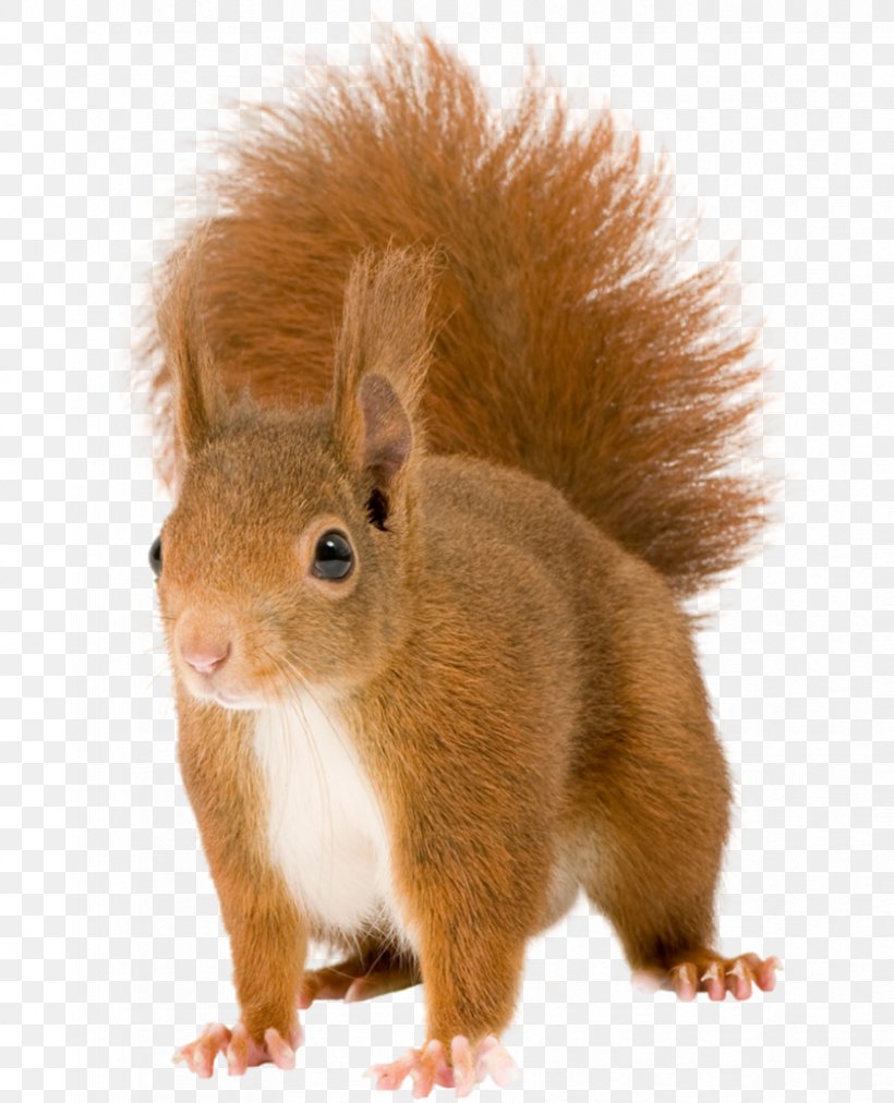 Chipmunk Red Squirrel Rodent, PNG, 829x1024px, Chipmunk, Eastern Gray Squirrel, Fauna, Flying Squirrel, Fox Squirrel Download Free