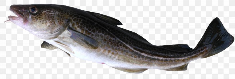 Fish Atlantic Cod Alaska Pollock Pacific Cod, PNG, 4450x1505px, Fish, Alaska Pollock, Animal Figure, Atlantic Cod, Atlantic Halibut Download Free