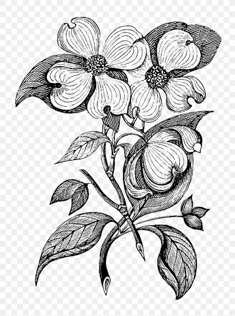 Flowering Dogwood Botany Art, PNG, 1190x1600px, Flowering Dogwood, Art, Artwork, Black And White, Botanical Illustration Download Free