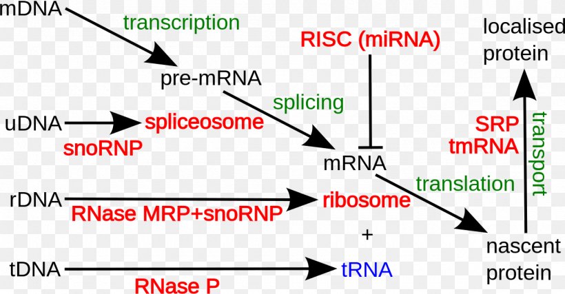 Non-coding RNA Non-coding DNA Coding Region Ribosomal RNA, PNG, 1280x667px, Noncoding Rna, Antisense Rna, Area, Brand, Coding Region Download Free