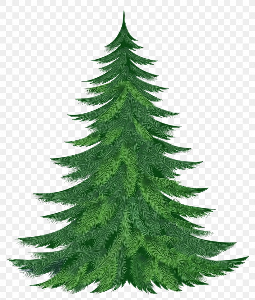 Shortleaf Black Spruce Balsam Fir Yellow Fir Colorado Spruce White Pine, PNG, 1738x2048px, Watercolor, Balsam Fir, Canadian Fir, Colorado Spruce, Columbian Spruce Download Free
