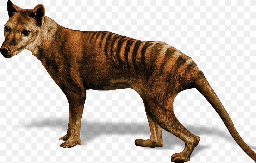 Tiger Tasmanian Devil Thylacine Gray Wolf, PNG, 920x587px, Tiger, Animal, Australia, Big Cats, Carnivoran Download Free