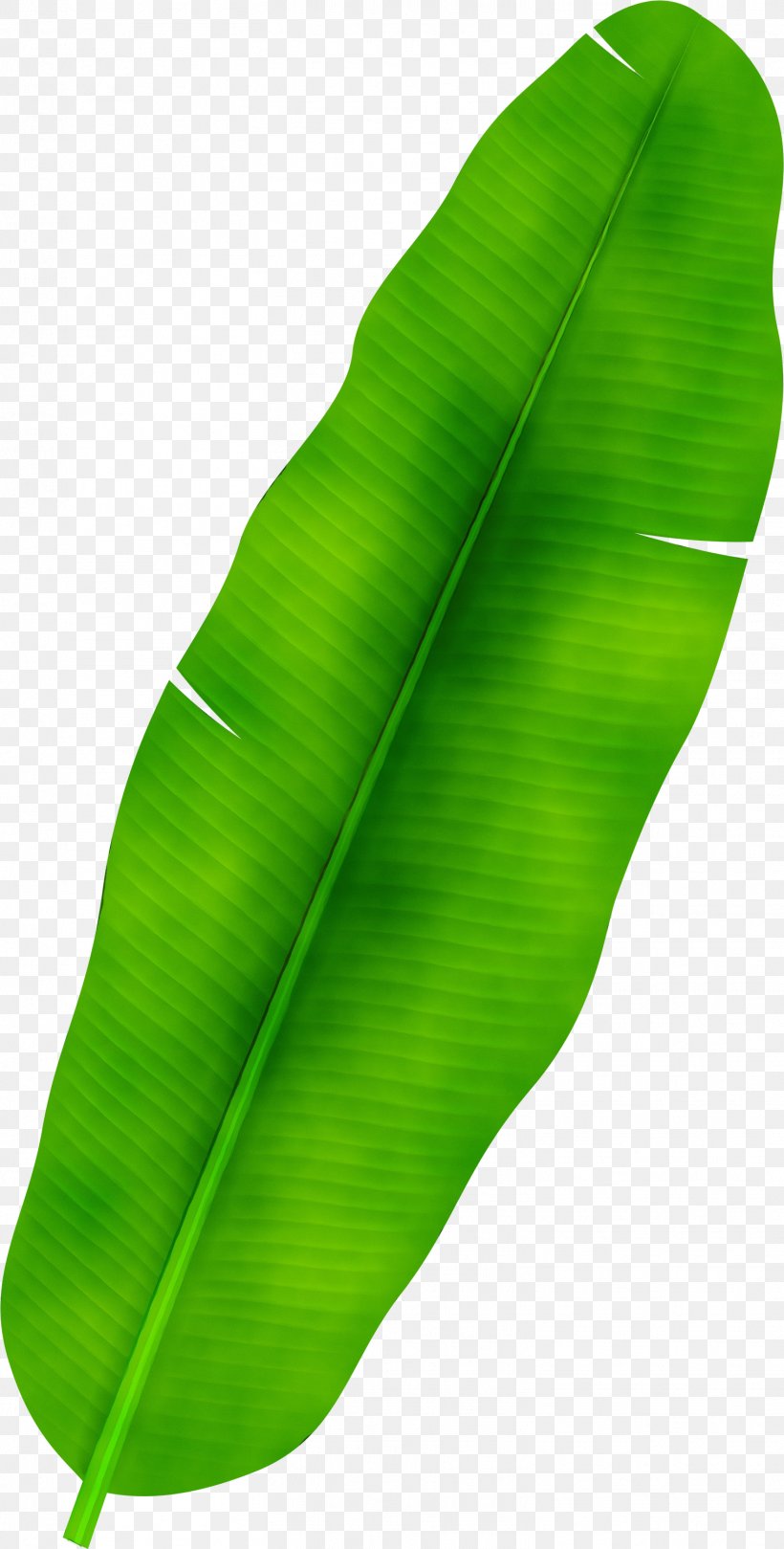 Banana Leaf, PNG, 1519x3000px, Watercolor, Banana, Banana
