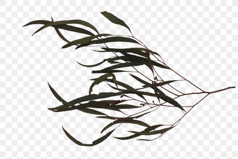 Twig Leaf Branch Tree Image, PNG, 1024x682px, Twig, Birch, Botany, Branch, Leaf Download Free