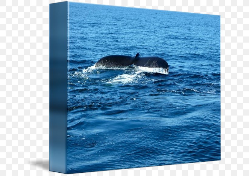 Whale Marine Mammal Cetacea Dolphin Wholphin, PNG, 650x579px, Whale, Cetacea, Dolphin, Douchegordijn, Fin Download Free