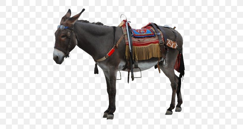 Donkey Icon, PNG, 650x435px, Donkey, Bridle, Halter, Horse, Horse Harness Download Free