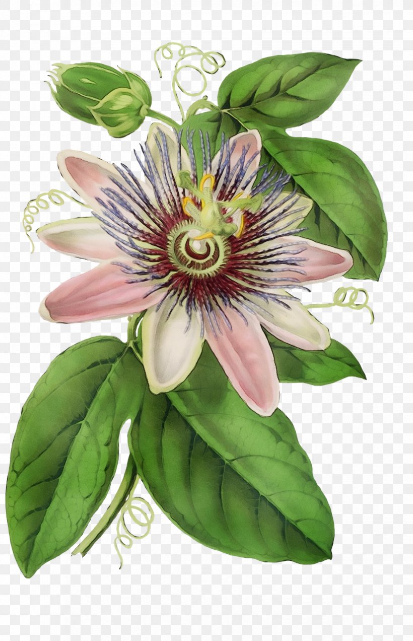 Purple Passionflower Drawing Bluecrown Passionflower Passion Of Jesus, PNG, 825x1280px, Watercolor, Bluecrown Passionflower, Clematis, Drawing, Flower Download Free