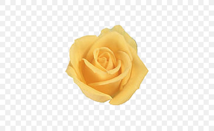 Rose Yellow Flower Wallpaper, PNG, 500x500px, Rose, Color, Cut Flowers, Flower, Flowering Plant Download Free