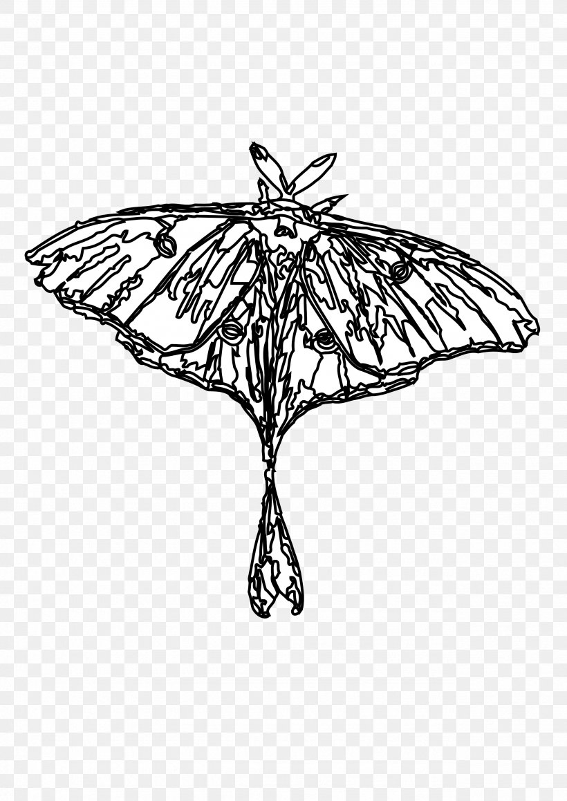 Butterfly Luna Moth Insect European Gypsy Moth, PNG, 2555x3613px, Butterfly, Actias, Animal, Artwork, Black And White Download Free