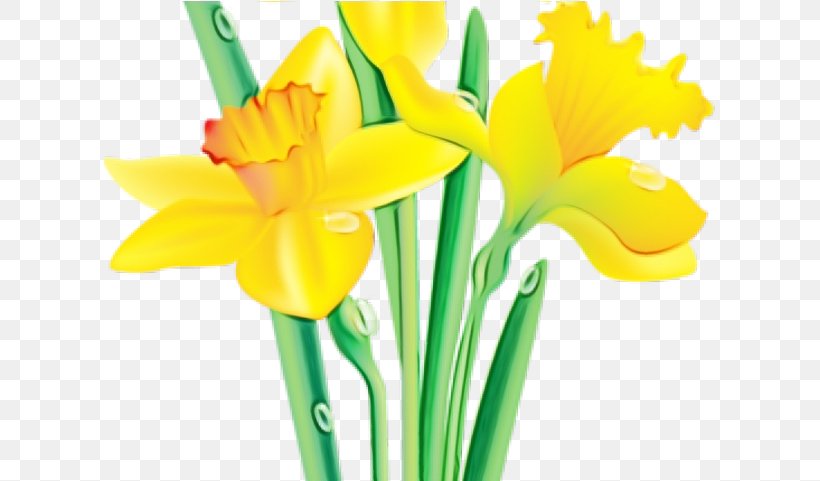 Cut Flowers Yellow Flower Narcissus Clip Art, PNG, 612x481px, Watercolor, Cut Flowers, Flower, Flowering Plant, Flowerpot Download Free