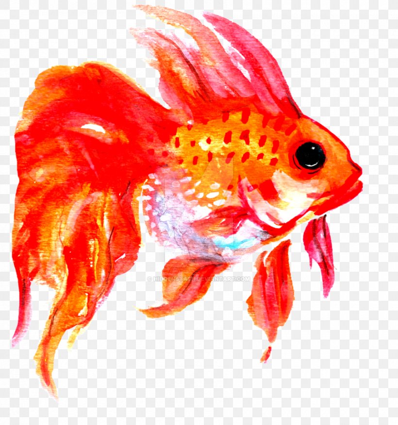 Goldfish Tail, PNG, 900x962px, Goldfish, Bony Fish, Fish, Orange, Organism Download Free