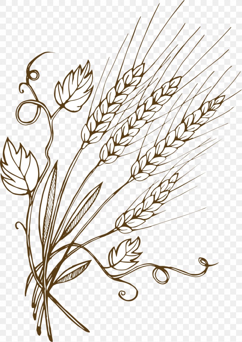 Vector Graphics Wheat Barley Illustration Malt, PNG, 1456x2062px, Wheat, Barley, Black And White, Branch, Cereal Download Free