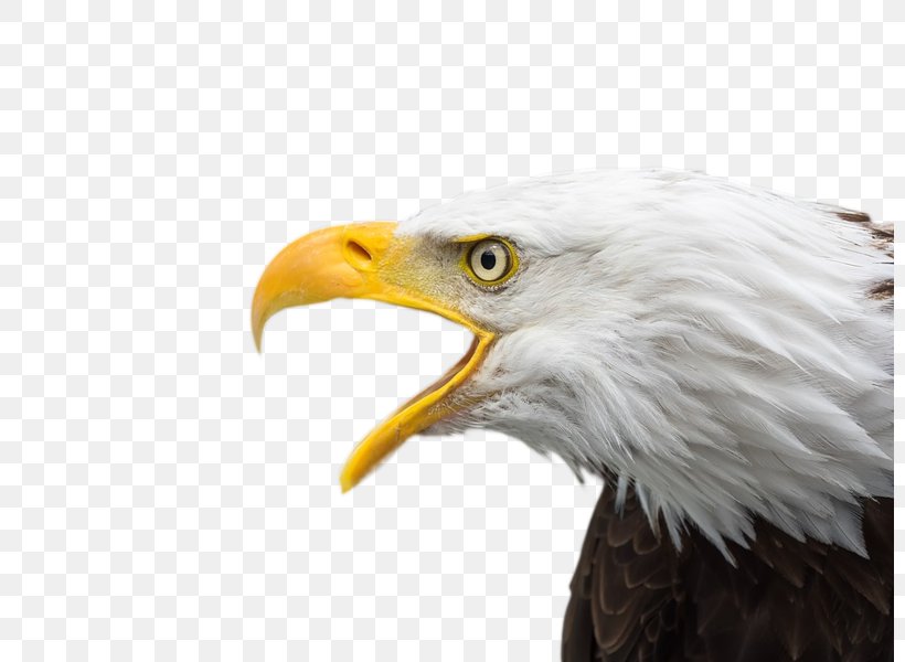 Bald Eagle Bird Of Prey Desktop Wallpaper, PNG, 800x600px, 4k Resolution, Bald Eagle, Accipitriformes, Beak, Bird Download Free
