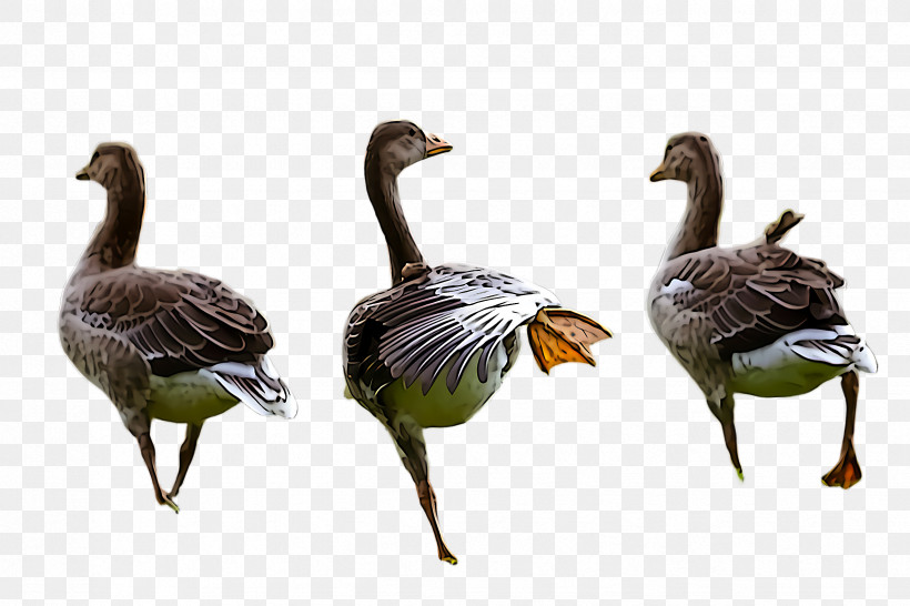 Bird Duck Water Bird Canada Goose Goose, PNG, 2448x1632px, Bird, Beak, Canada Goose, Duck, Ducks Geese And Swans Download Free